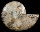 Inch Wide Choffaticeras Ammonite - Rare Species #3530-5
